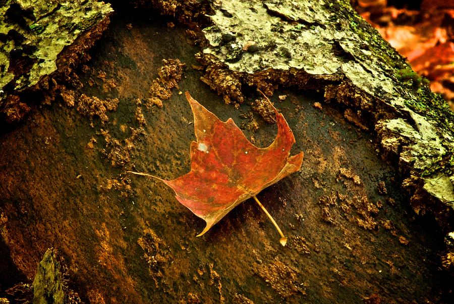 Maple leaf on log Photograph by Prince Andre Faubert