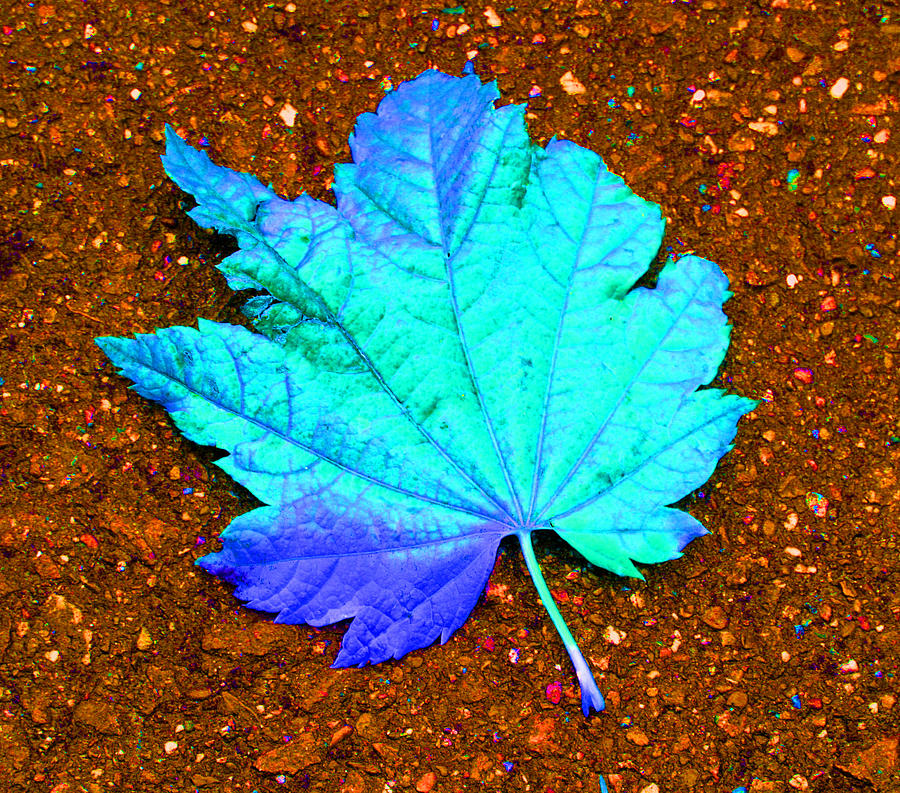 Maple Leaf on Pavement Photograph by Marie Jamieson