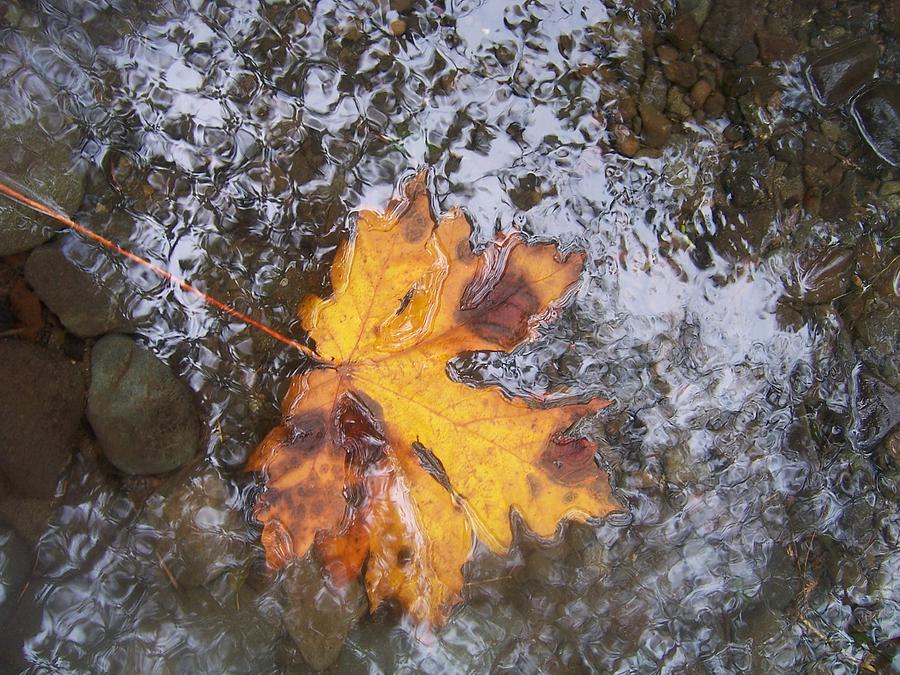 Maple Leaf Reflection 2 Photograph by Peter Mooyman