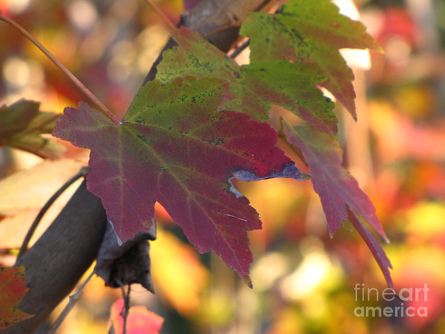 Fall Photograph - Maple Leaf by Richard Nickson Fall Photograph - Maple Leaf by Richard Nickson