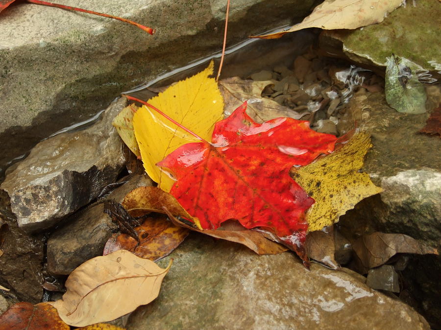 Fall Photograph - Maple Leaf River by Dennis Faucher