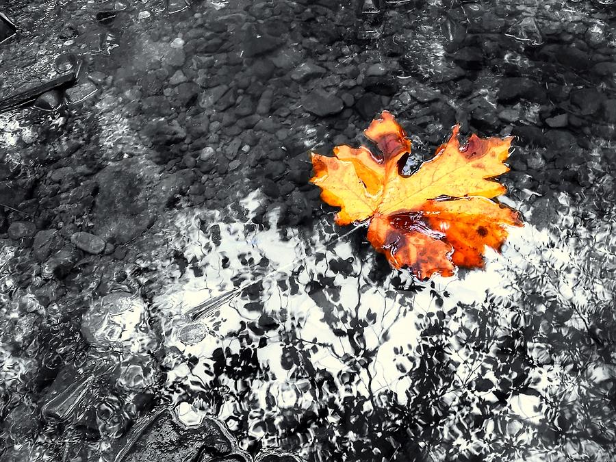 Maple Leaf Selective Color Photograph by Peter Mooyman