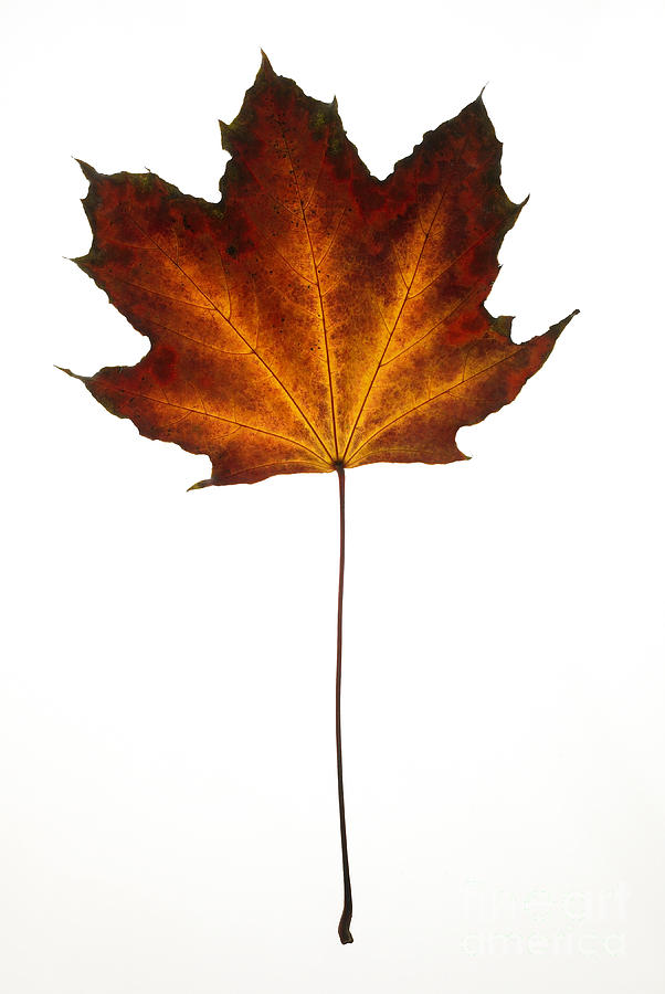 Maple leaf Photograph by Tony Cordoza
