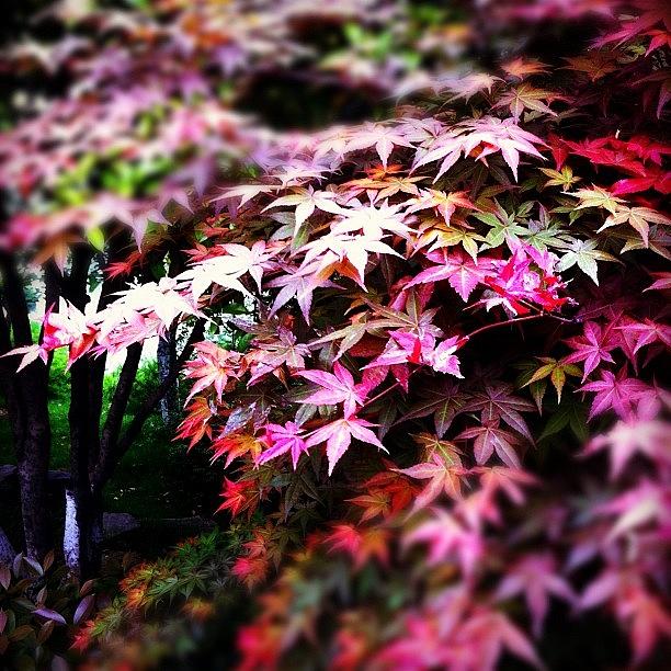Nature Photograph - Maple #leaf #tree #nature #beautiful by Jason Fang