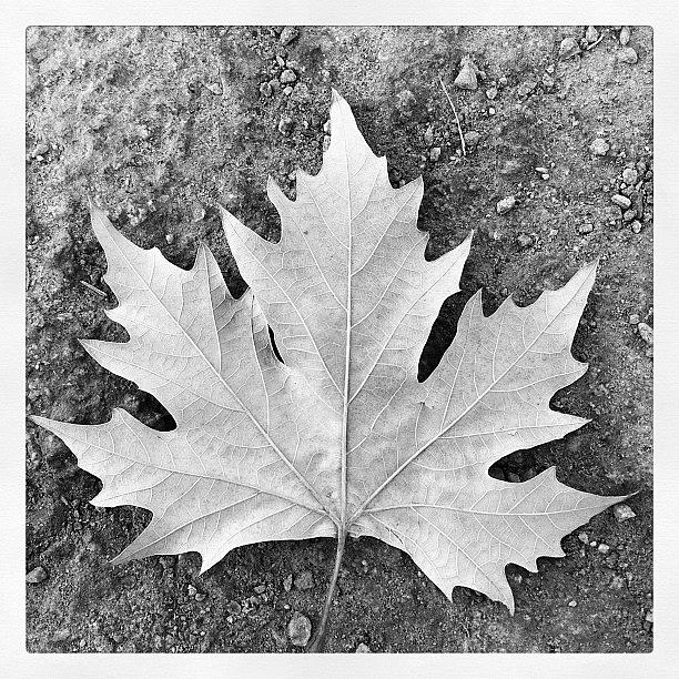 Maple Leaf Photograph by Yanis Milovanov