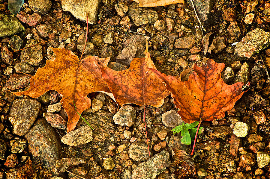 Maple Leafs on Rocks Photograph by Prince Andre Faubert