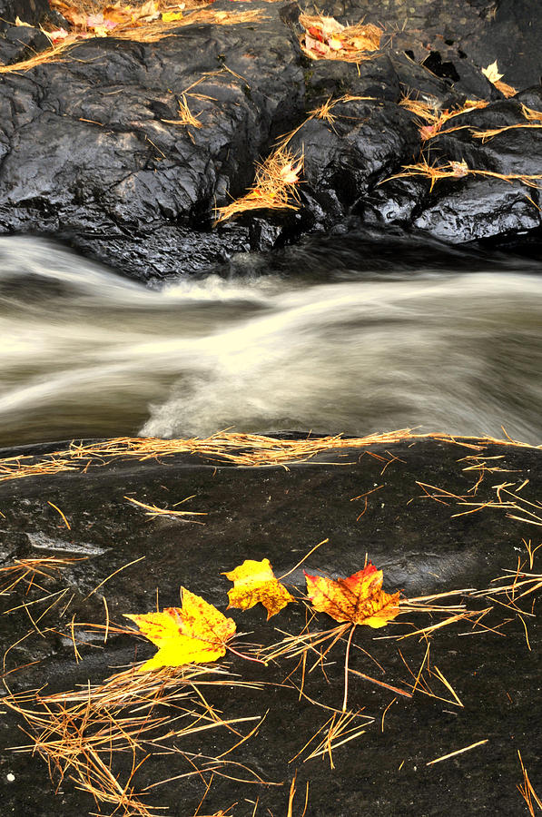 Maple Leaves and Water Photograph by Douglas Pike