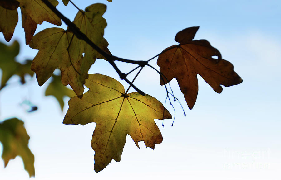 Maple Leaves Photograph by Bruno Santoro