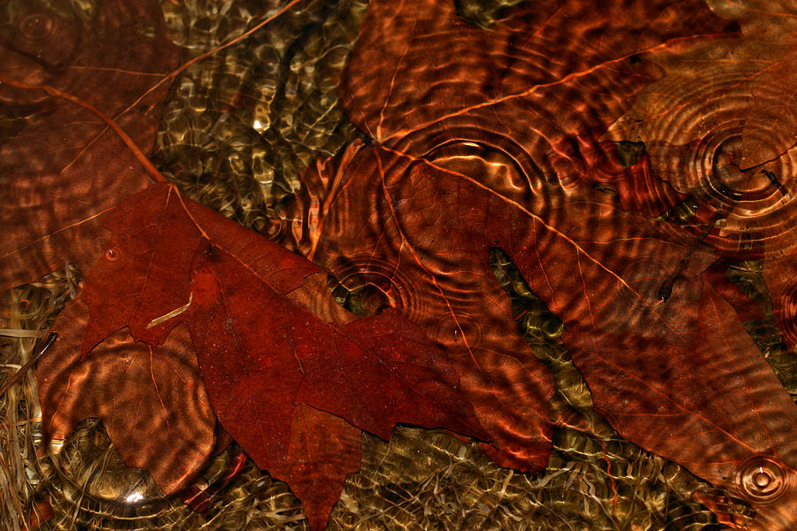 Maple Leaves In The Rain Photograph by Tracie Schiebel