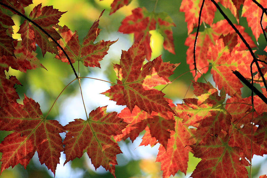 Maple leaves Photograph by Julia Mayo - Fine Art America