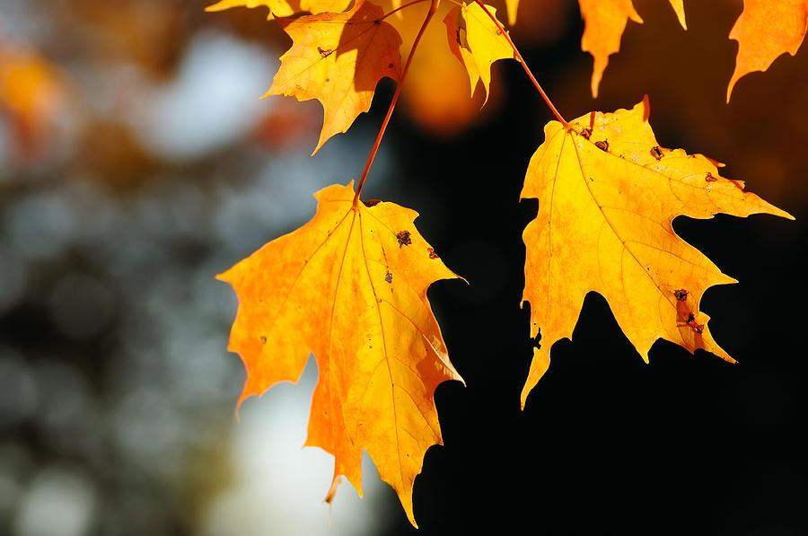 Fall Photograph - Maple leaves by Kenneth Sponsler