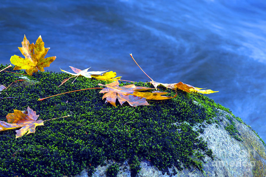 Maple Leaves on Mossy Rock Photograph by Sharon Talson