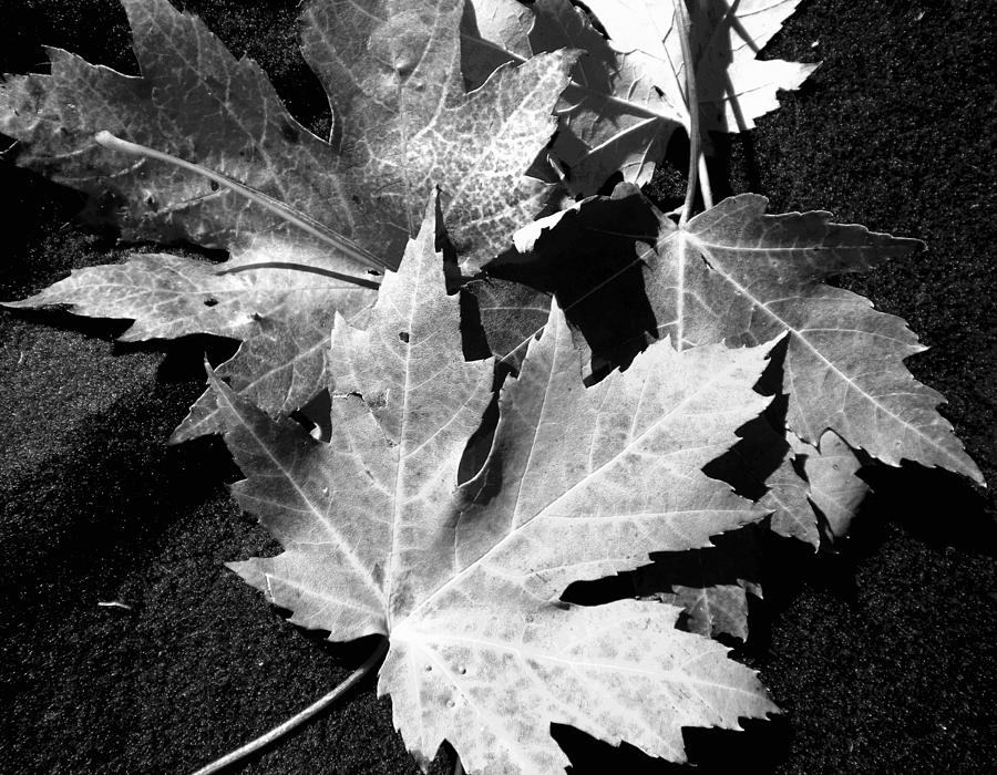 Maple Leaves  Photograph by Renate Wesley
