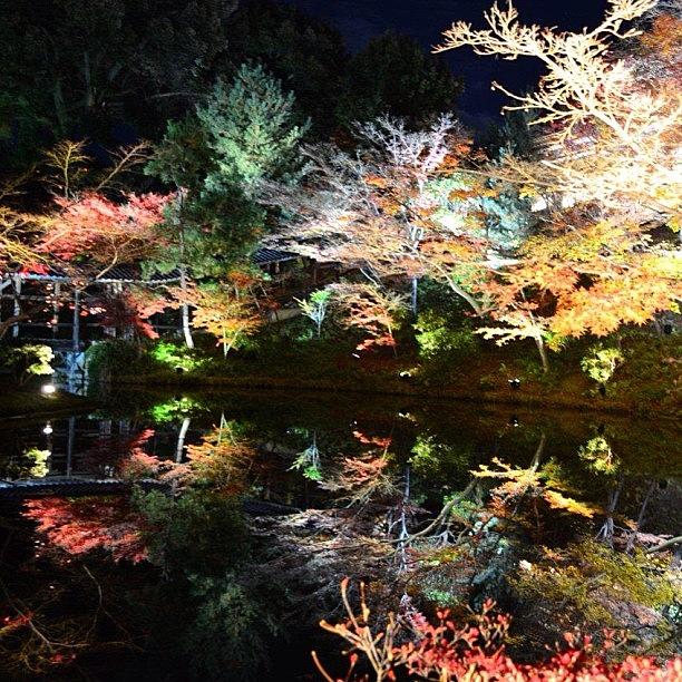 Maple Reflection @高台寺, 京都 Photograph by Go Takey
