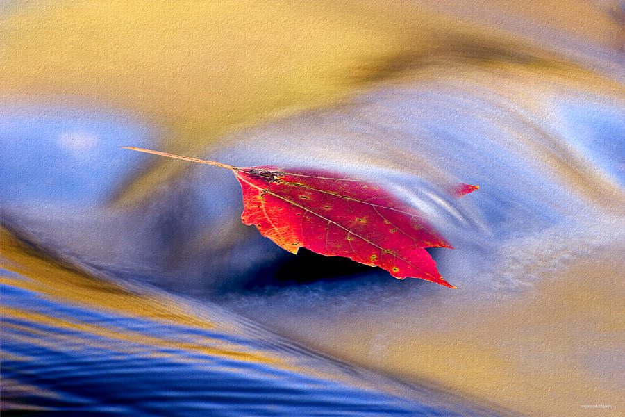 Fall Photograph - Maple Stream by Ron Jones