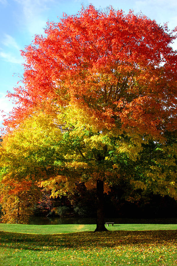 Fall Photograph - Maple tree in autumn colors by Emanuel Tanjala