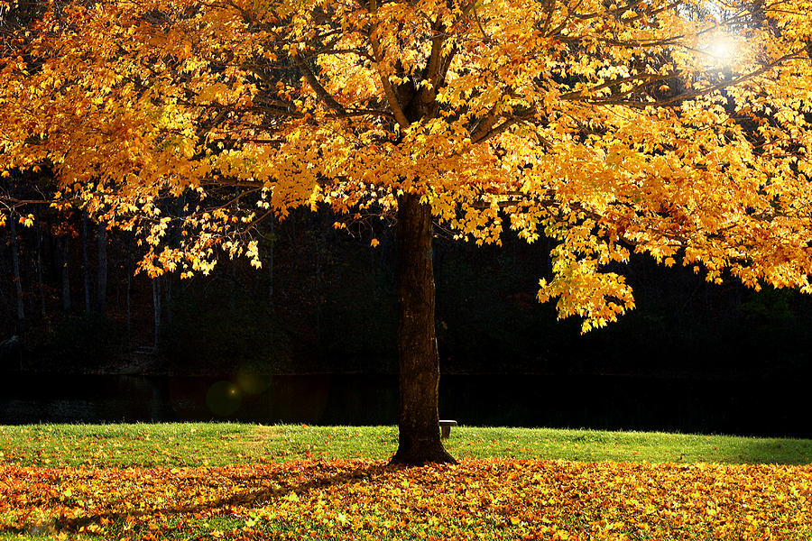 Maple tree in the fall  Photograph by Emanuel Tanjala