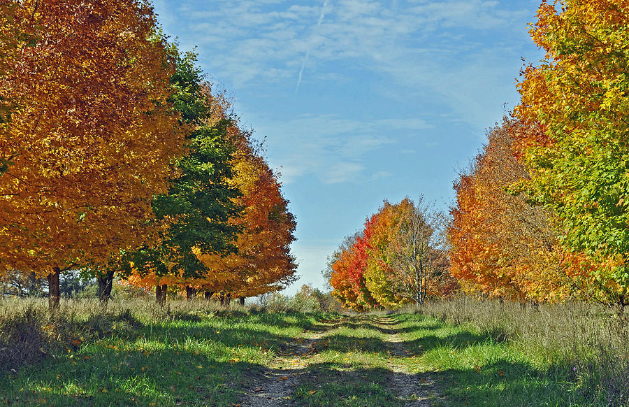 Maple Tree Lane Photograph by Rodney Campbell