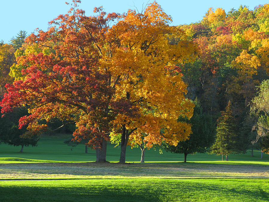 Maple Tree Photograph by Leontine Vandermeer - Pixels