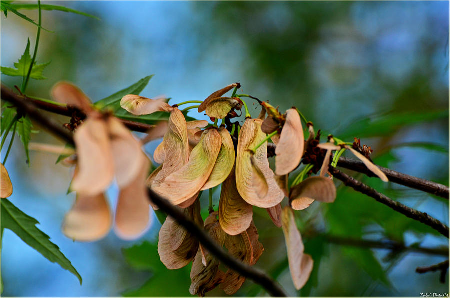 Maple Tree Seeds Photograph By Debbie Portwood Fine Art America   Maple Tree Seeds Debbie Portwood 