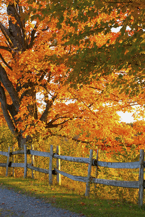 Tree Photograph - Maple Trees And A Rail Fence In Autumn by David Chapman
