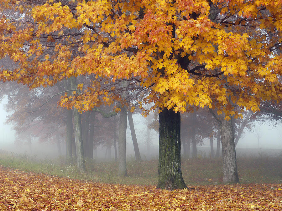Maples in the Mist Photograph by Leda Robertson