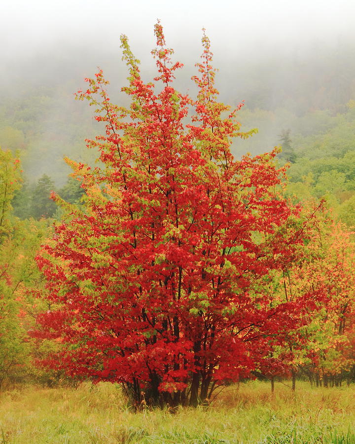 Maples in the mist Photograph by Roupen Baker