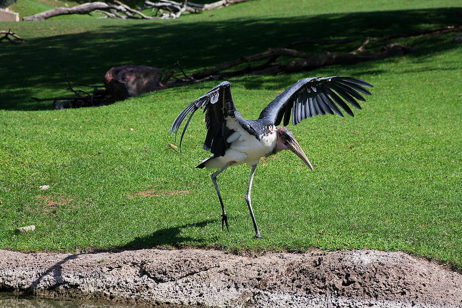 Marabou Bald Stork Photograph by Anthony Wilder - Fine Art America