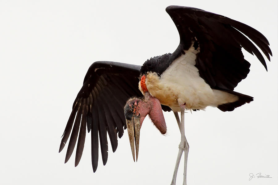 Marabou Stork Photograph by Joe Bonita