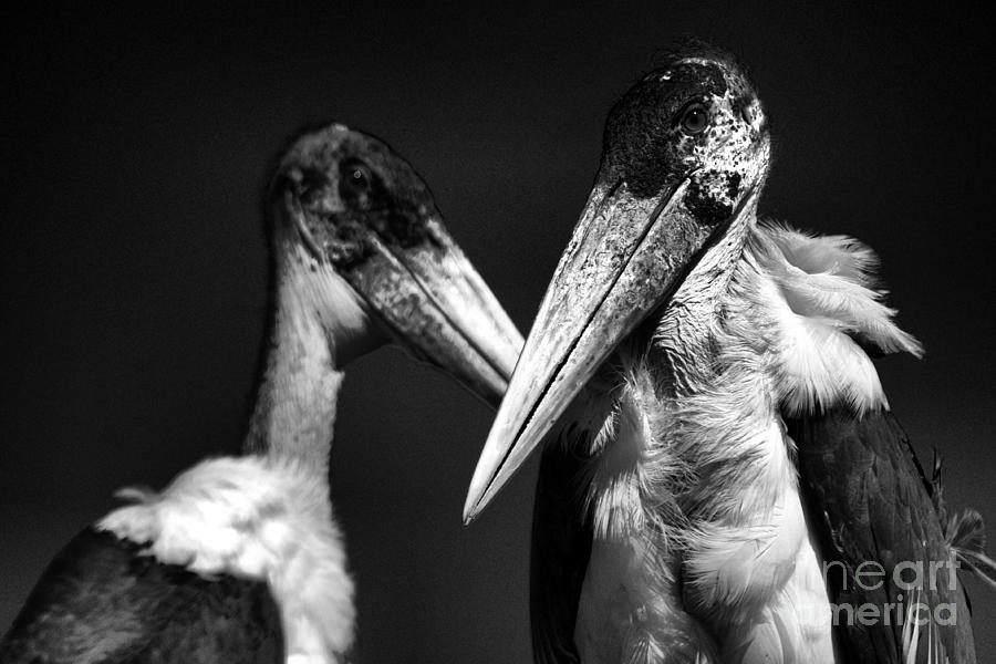 Marabou stork Photograph by Mareko Marciniak