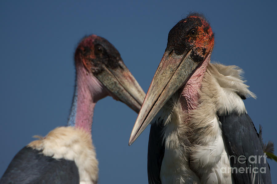 Marabou storks Photograph by Mareko Marciniak