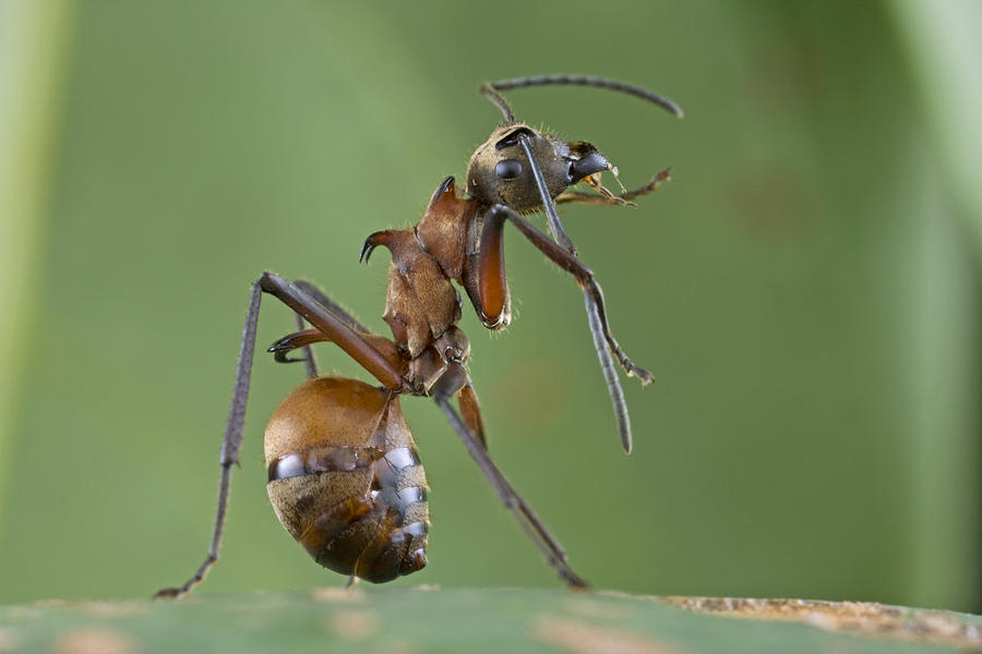 Marauder Ant Polyrhachis Sp Cleaning Photograph by Piotr Naskrecki