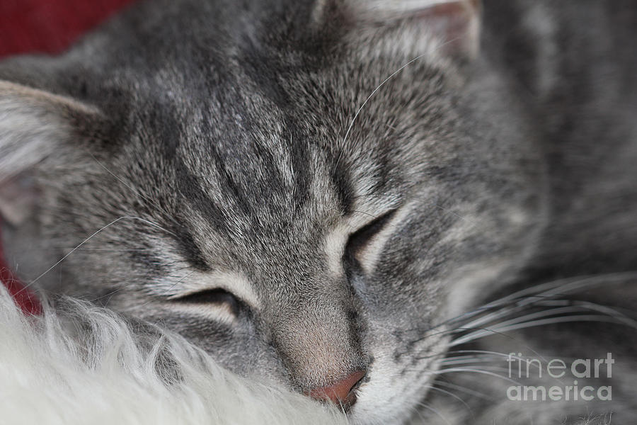 Marble Gray Tabby Cat Photograph by Donna L Munro