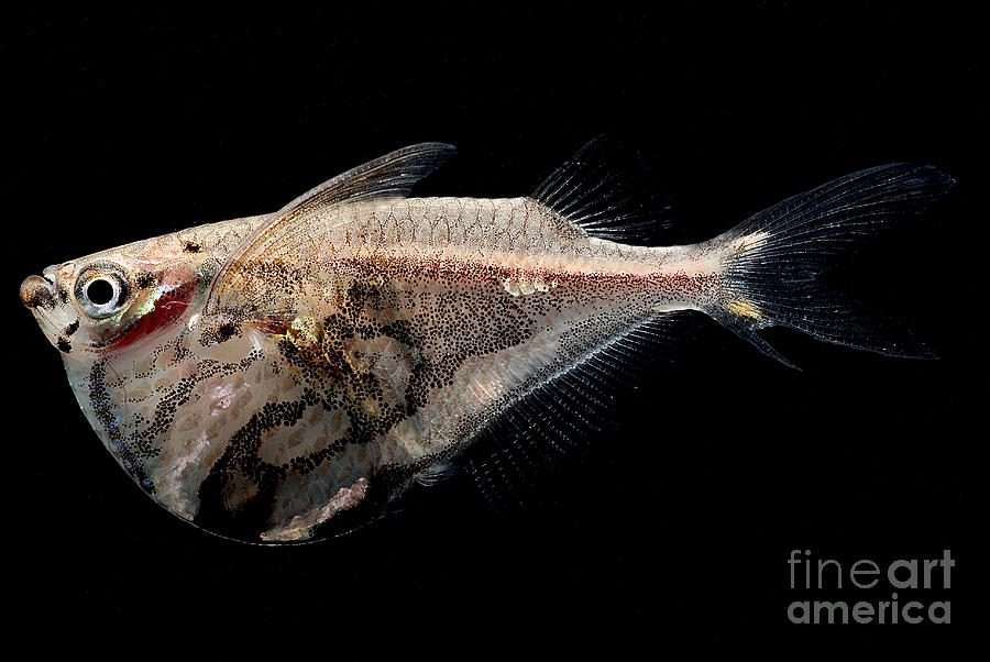 Marble Hatchetfish Photograph by Dant Fenolio