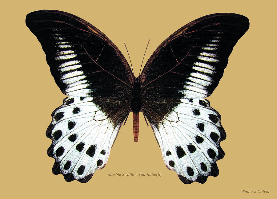 Marble swallowtail Butterfly Digital Art by Walter Colvin