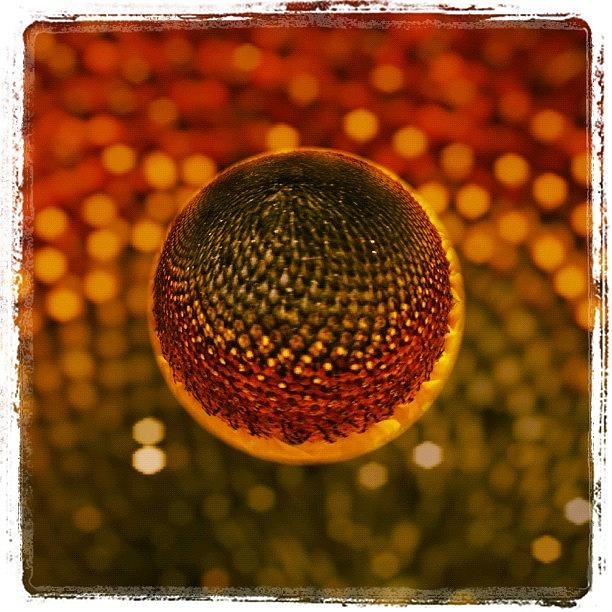 Sunflower Photograph - #marblecam by Lori Mason