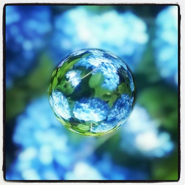 Flower Photograph - Marbled Blue Hydrangea by Anna Porter