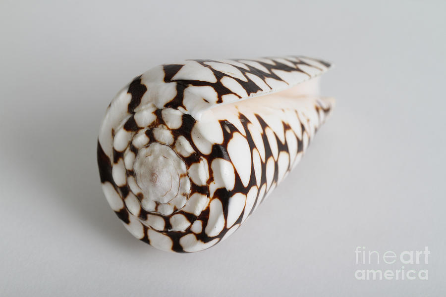Marbled Cone Shell Photograph by Photo Researchers