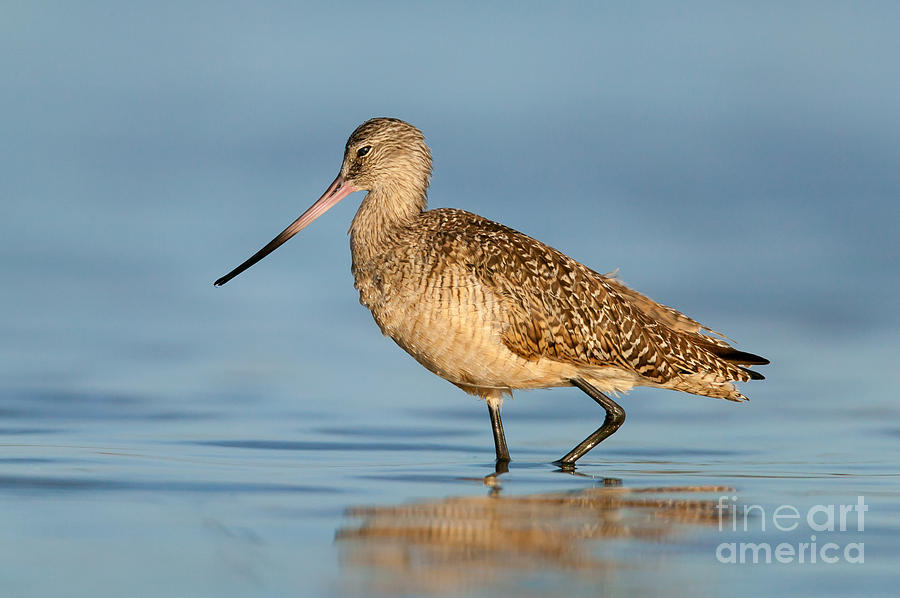 Marbled Godwit IV Photograph by Clarence Holmes