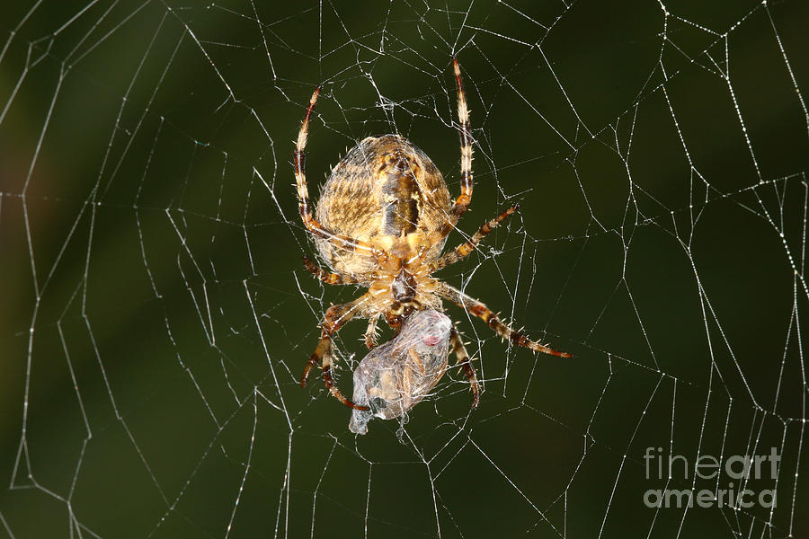 Marbled Orb Weaver Spider Eating Photograph by Ted Kinsman