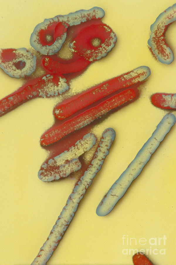 Marburg Virus Photograph by Science Source