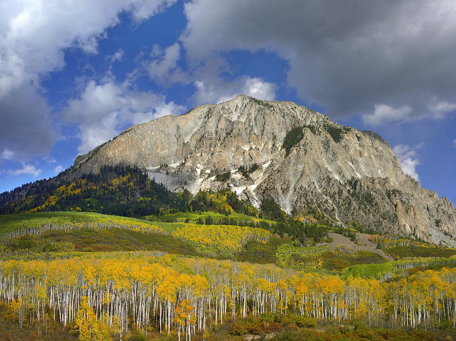 Marcellina Mountain And Aspen Forest Photograph by Tim Fitzharris