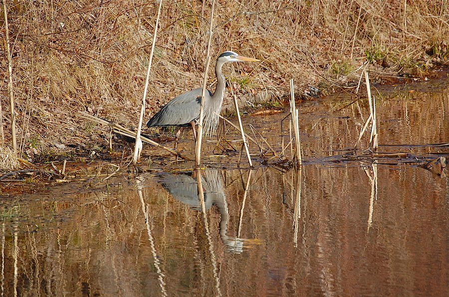 March Great Blue Heron Photograph by Mary McAvoy