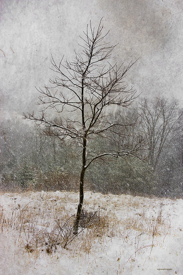 Winter Photograph - March Tree by Ron Jones