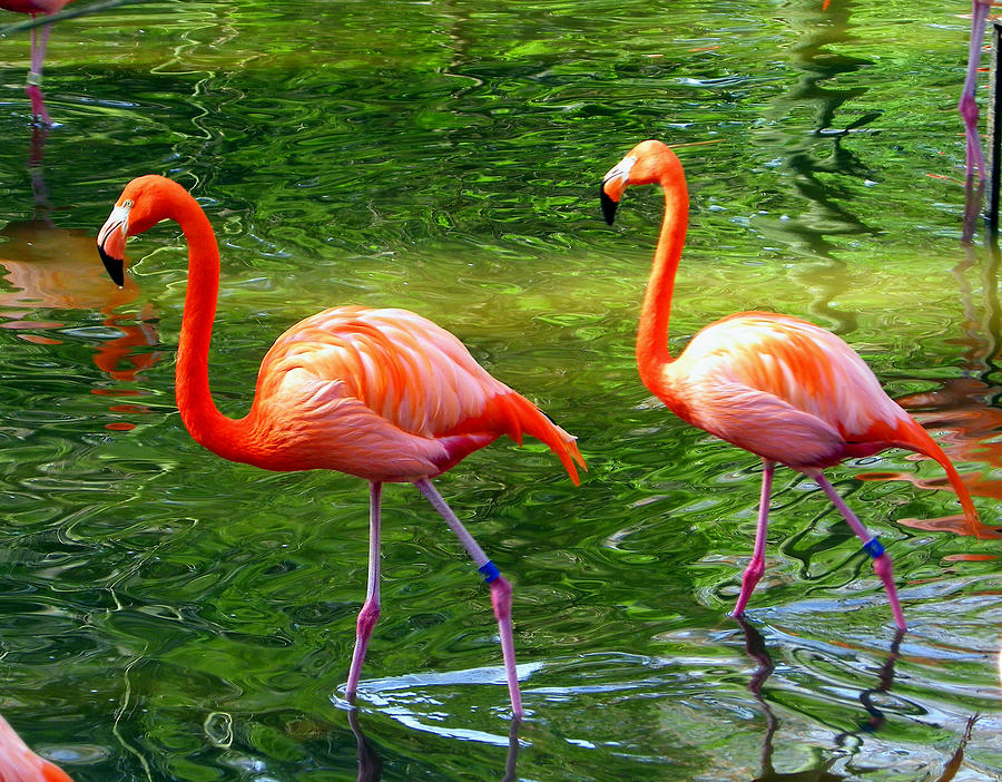 Marching Flamingos Photograph by Judy Wanamaker