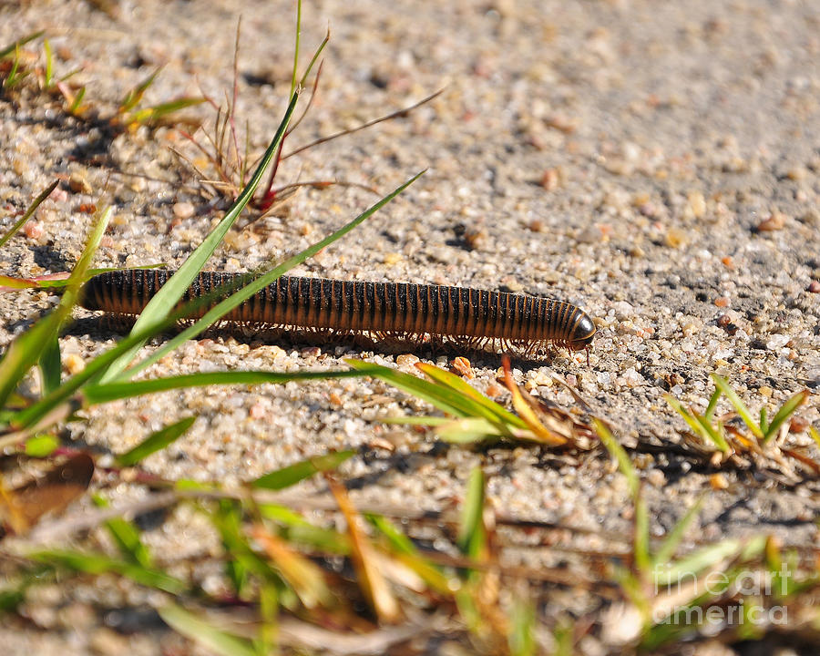 Marching Millipede Photograph by Al Powell Photography USA