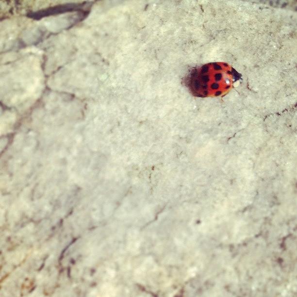 Ladybug Photograph - #marchphotoaday #red #ladybug by Beach Bum Chix