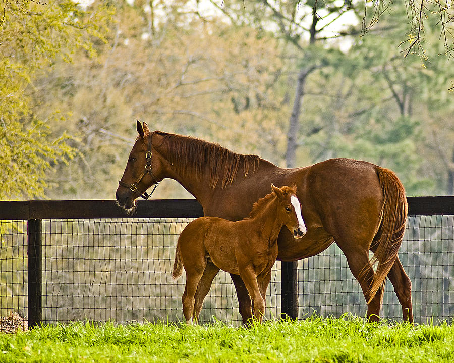 Mare and Foal Photograph by Betty Eich