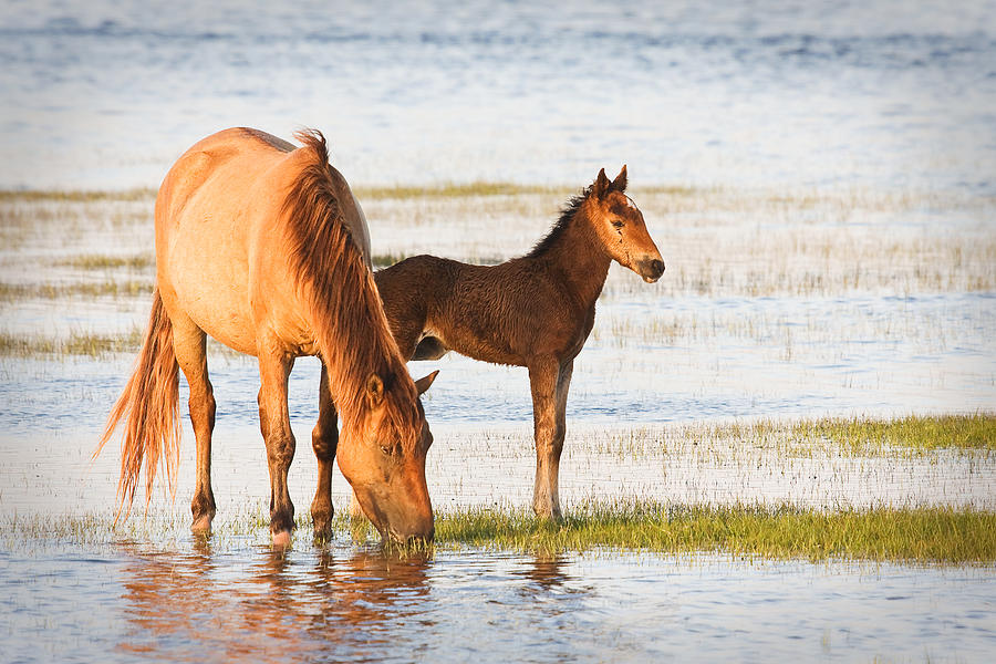 Horse Photograph - Mare and Foal by Bob Decker