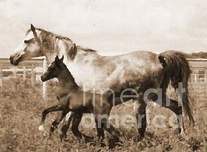 Mare And Foal Photograph